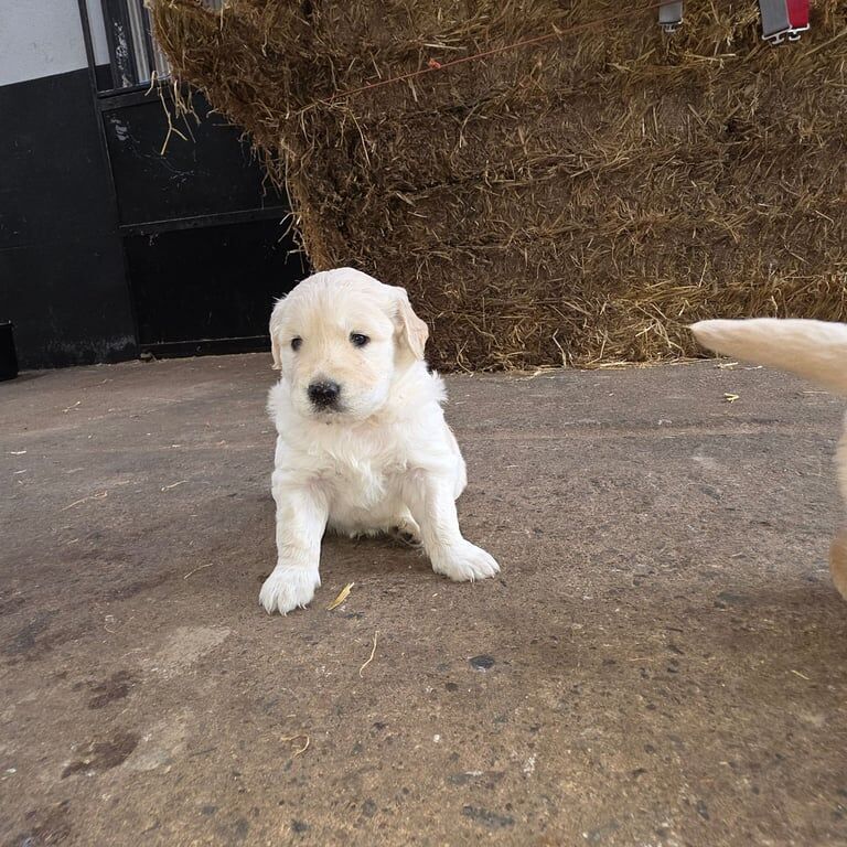 Golden Retriever puppies for sale in Newry, County Armagh – 6 weeks old - Image 2 of 3