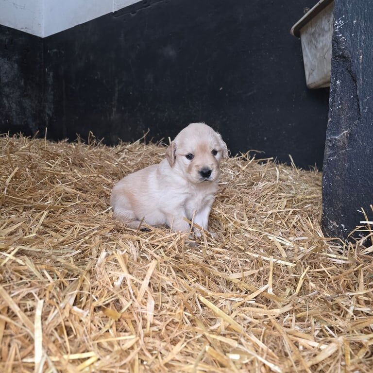 Golden Retriever puppies for sale in Newry, County Armagh – 6 weeks old - Image 3 of 3