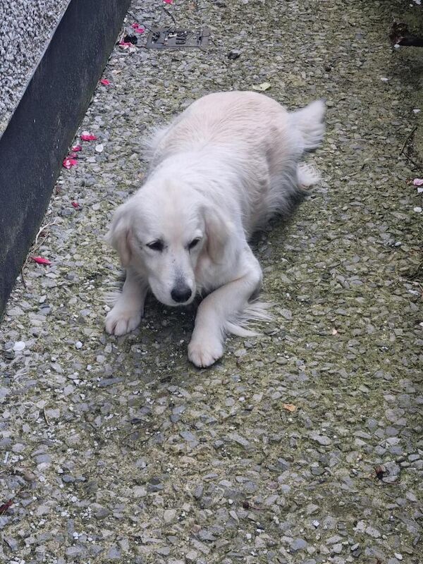 Beautiful golden retriever pups - Image 2 of 3