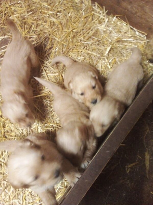 Golden Retriever puppies for sale in Portglenone, County Antrim – KC registered, 4 weeks old