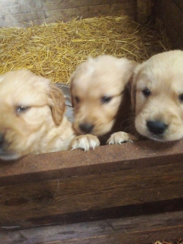 Beautiful Golden Retriever Pups for sale - Image 2 of 3
