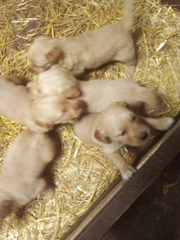 Beautiful Golden Retriever Pups for sale - Image 3 of 3