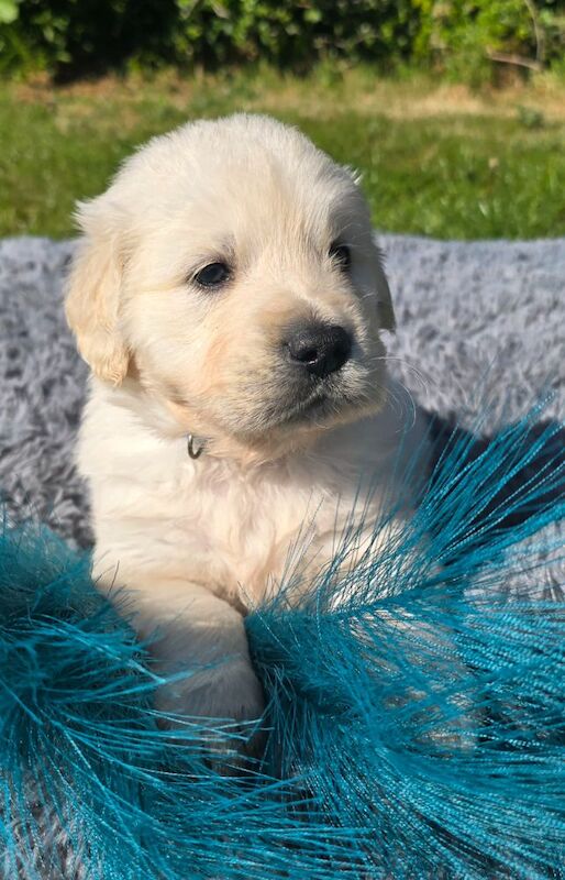 *Beautiful kc, Dna clear Golden retriever pups* for sale in Kingston upon Hull, East Riding of Yorkshire