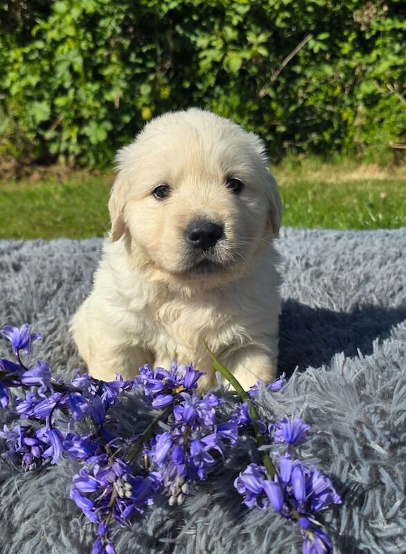 *Beautiful kc, Dna clear Golden retriever pups* for sale in Kingston upon Hull, East Riding of Yorkshire | Image 3