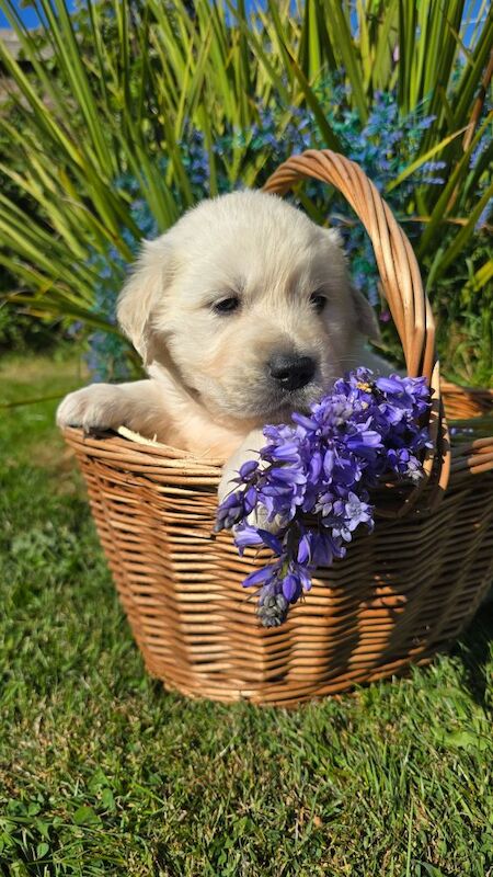 *Beautiful kc, Dna clear Golden retriever pups* for sale in Kingston upon Hull, East Riding of Yorkshire - Image 4