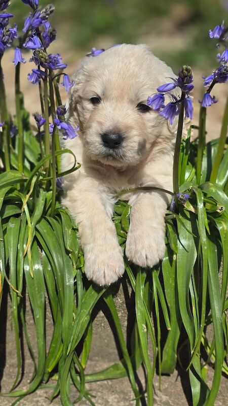 *Beautiful kc, Dna clear Golden retriever pups* for sale in Kingston upon Hull, East Riding of Yorkshire - Image 6