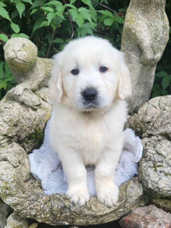 *Beautiful kc, Dna clear Golden retriever pups* for sale in Kingston upon Hull, East Riding of Yorkshire - Image 7