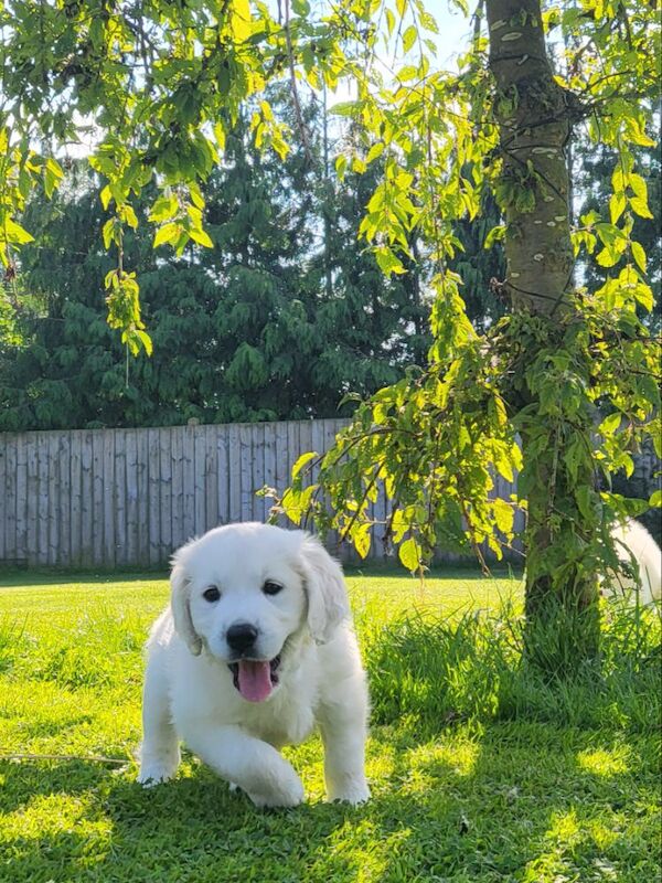 *Beautiful kc, Dna clear Golden retriever pups* for sale in Kingston upon Hull, East Riding of Yorkshire - Image 8