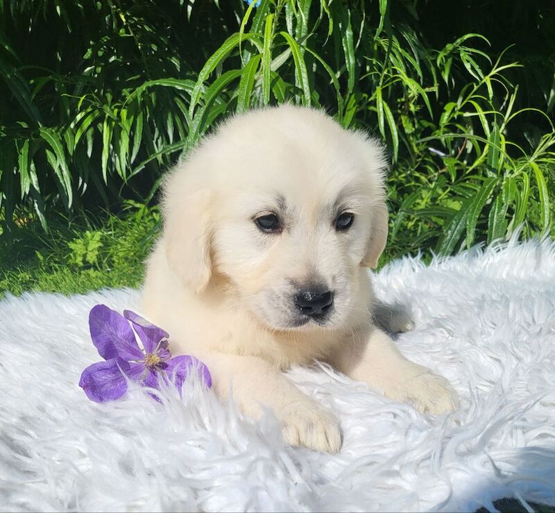 *Beautiful kc, Dna clear Golden retriever pups* for sale in Kingston upon Hull, East Riding of Yorkshire - Image 9