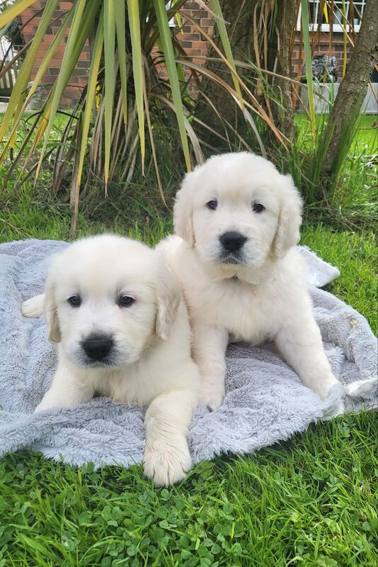 *Beautiful kc, Dna clear Golden retriever pups* for sale in Kingston upon Hull, East Riding of Yorkshire - Image 10
