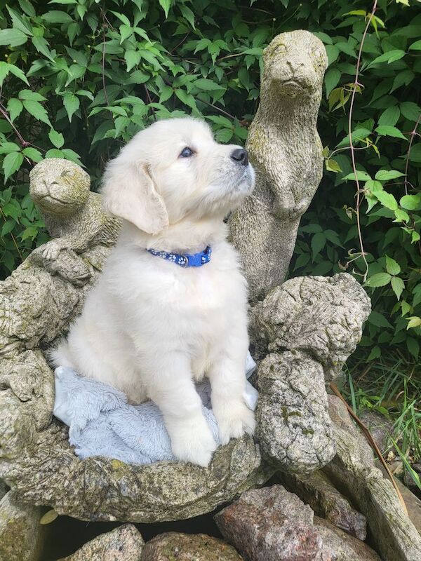 *Beautiful kc, Dna clear Golden retriever pups* for sale in Kingston upon Hull, East Riding of Yorkshire - Image 11