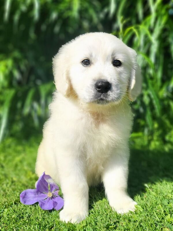 *Beautiful kc, Dna clear Golden retriever pups* for sale in Kingston upon Hull, East Riding of Yorkshire - Image 12