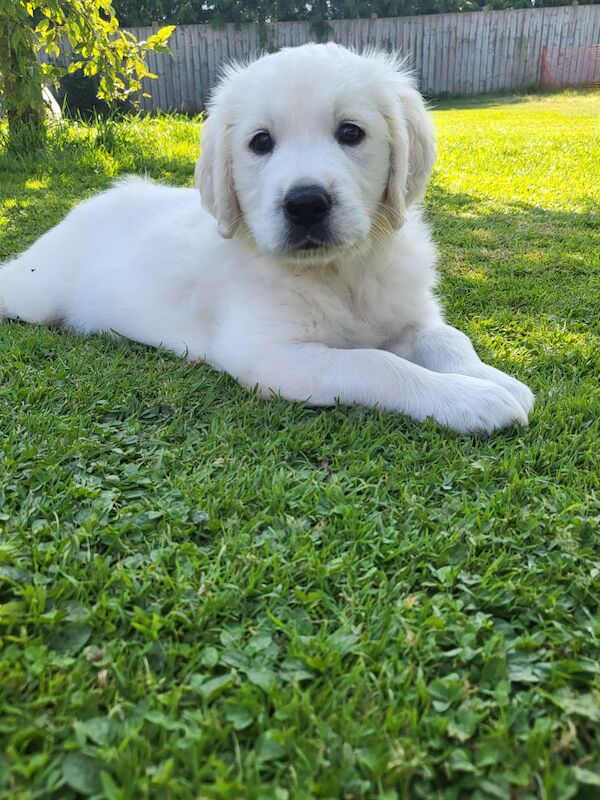 *Beautiful kc, Dna clear Golden retriever pups* for sale in Kingston upon Hull, East Riding of Yorkshire - Image 13
