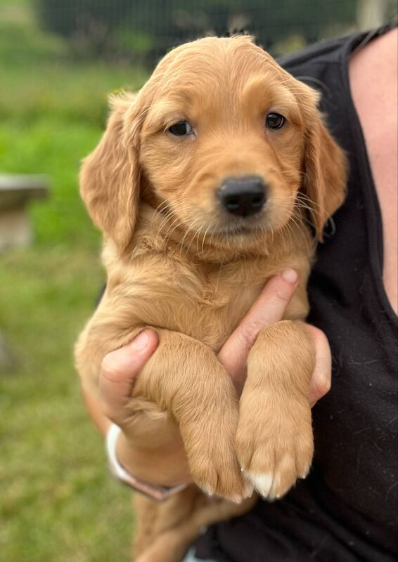 Golden Retriever puppies for sale in Knighton / Tref-y-Clawdd, Powys – KC registered, 8 weeks old