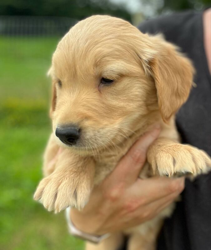 Golden Retriever puppies for sale in Knighton / Tref-y-Clawdd, Powys – KC registered, 8 weeks old - Image 2 of 15