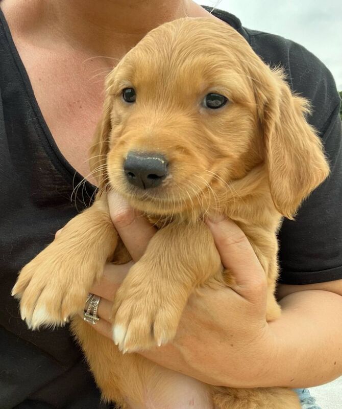 Golden Retriever puppies for sale in Knighton / Tref-y-Clawdd, Powys – KC registered, 8 weeks old - Image 3 of 15