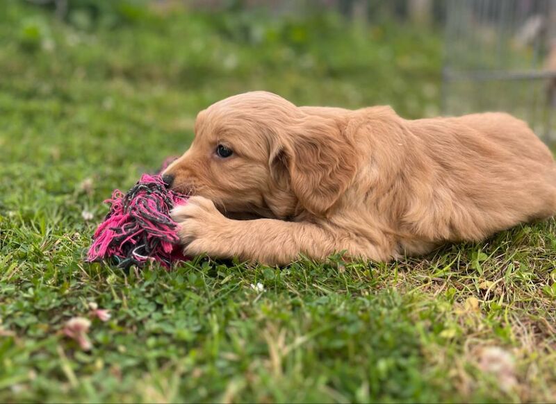 Golden Retriever puppies for sale in Knighton / Tref-y-Clawdd, Powys – KC registered, 8 weeks old - Image 4 of 15