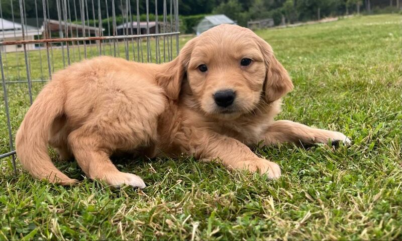 Golden Retriever puppies for sale in Knighton / Tref-y-Clawdd, Powys – KC registered, 8 weeks old - Image 5 of 15