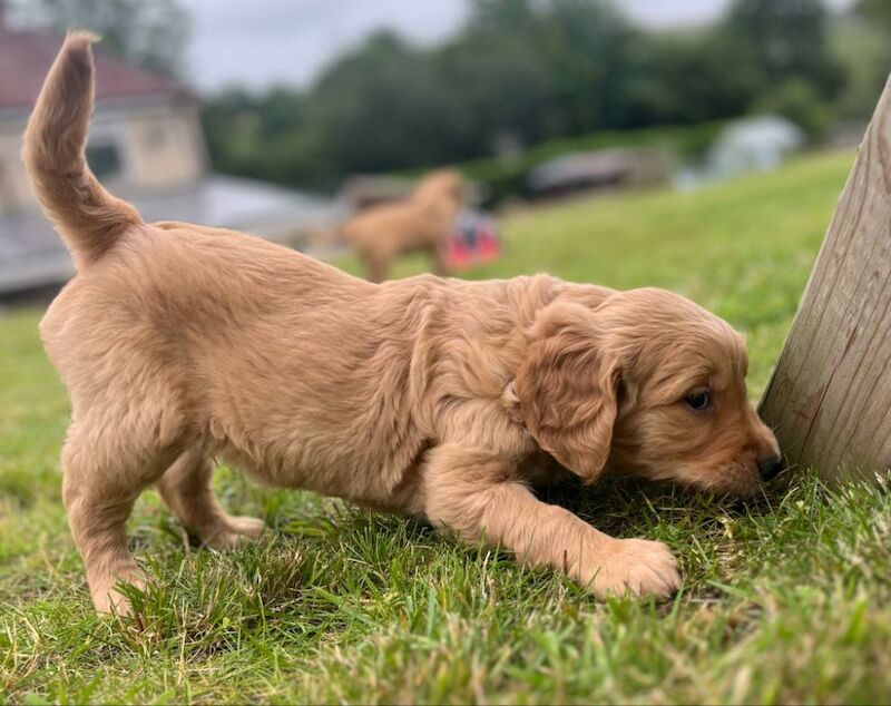 Golden Retriever puppies for sale in Knighton / Tref-y-Clawdd, Powys – KC registered, 8 weeks old - Image 6 of 15