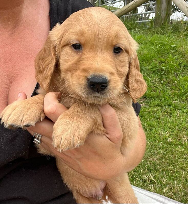 Golden Retriever puppies for sale in Knighton / Tref-y-Clawdd, Powys – KC registered, 8 weeks old - Image 7 of 15