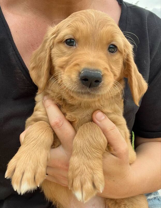 Golden Retriever puppies for sale in Knighton / Tref-y-Clawdd, Powys – KC registered, 8 weeks old - Image 8 of 15