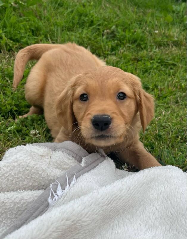 Golden Retriever puppies for sale in Knighton / Tref-y-Clawdd, Powys – KC registered, 8 weeks old - Image 9 of 15
