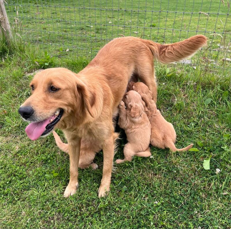 Golden Retriever puppies for sale in Knighton / Tref-y-Clawdd, Powys – KC registered, 8 weeks old - Image 11 of 15