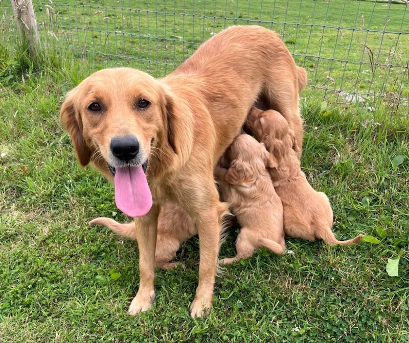 Golden Retriever puppies for sale in Knighton / Tref-y-Clawdd, Powys – KC registered, 8 weeks old - Image 12 of 15