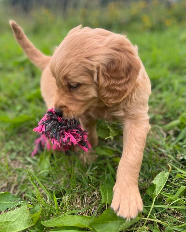 Golden Retriever puppies for sale in Knighton / Tref-y-Clawdd, Powys – KC registered, 8 weeks old - Image 14 of 15