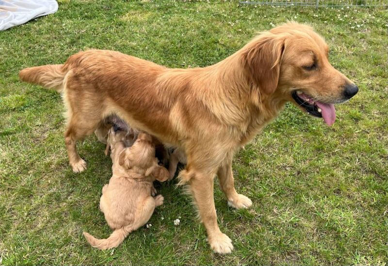 Golden Retriever puppies for sale in Knighton / Tref-y-Clawdd, Powys – KC registered, 8 weeks old - Image 15 of 15