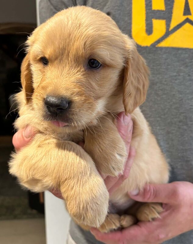 Beautiful KC Golden Retriever Puppies - Image 2 of 7