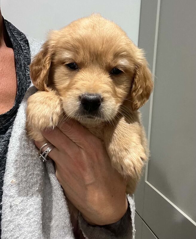 Beautiful KC Golden Retriever Puppies - Image 3 of 7
