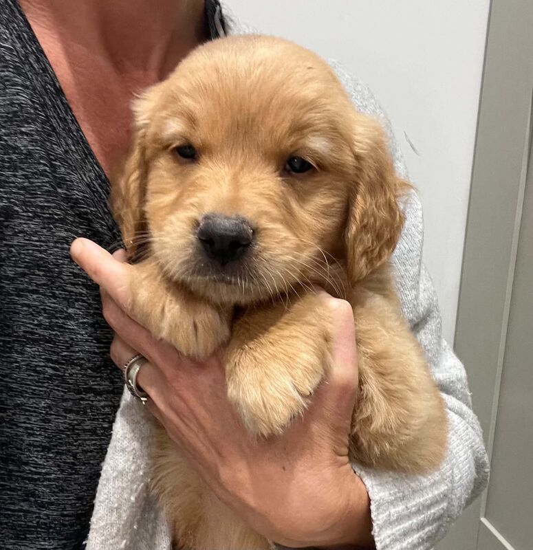Beautiful KC Golden Retriever Puppies - Image 5 of 7