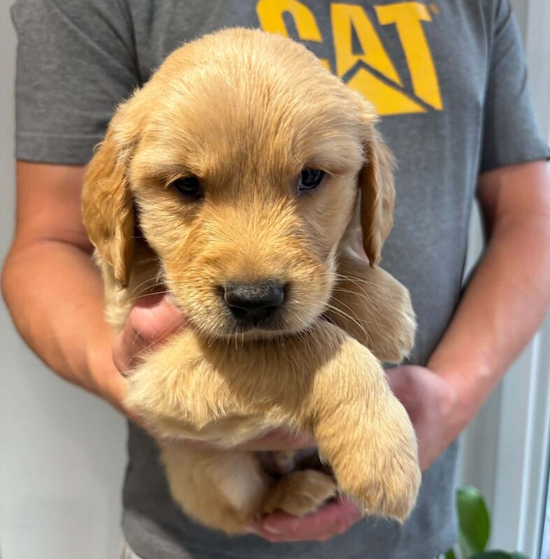 Beautiful KC Golden Retriever Puppies - Image 6 of 7