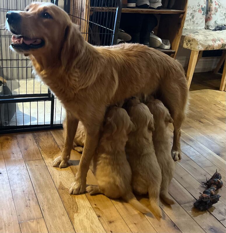 Beautiful KC Golden Retriever Puppies - Image 7 of 7