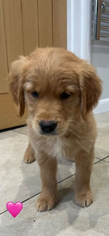 Beautiful KC Golden Retriever Puppies