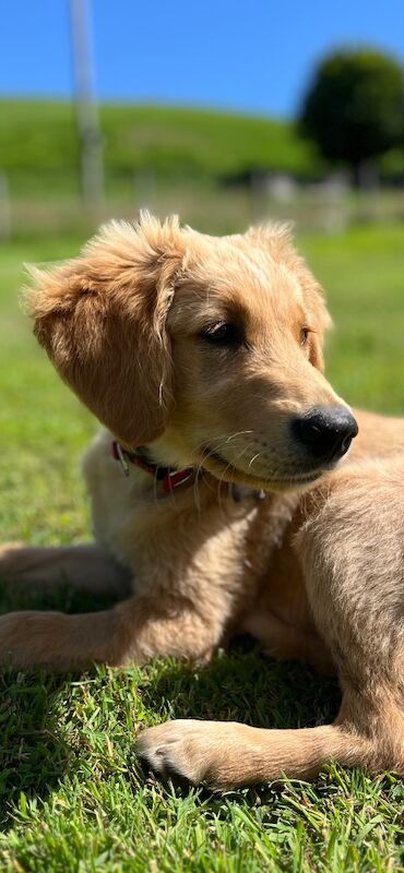 Golden Retriever puppies for sale in Knighton / Tref-y-Clawdd, Powys – KC registered, 4 months old