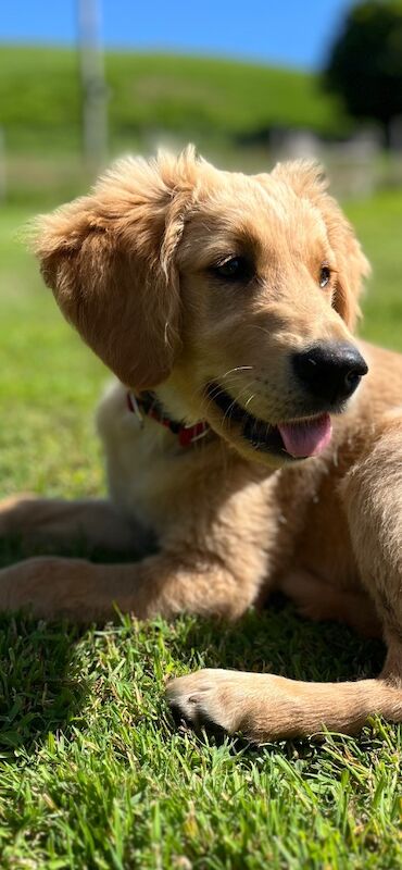 Golden Retriever puppies for sale in Knighton / Tref-y-Clawdd, Powys – KC registered, 4 months old - Image 3 of 7