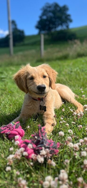 Golden Retriever puppies for sale in Knighton / Tref-y-Clawdd, Powys – KC registered, 4 months old - Image 4 of 7