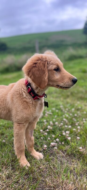 Golden Retriever puppies for sale in Knighton / Tref-y-Clawdd, Powys – KC registered, 4 months old - Image 5 of 7
