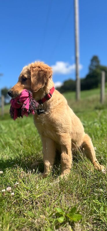 Golden Retriever puppies for sale in Knighton / Tref-y-Clawdd, Powys – KC registered, 4 months old - Image 6 of 7
