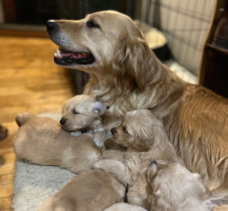 Golden Retriever puppies for sale in Knighton / Tref-y-Clawdd, Powys – KC registered, 4 months old - Image 7 of 7