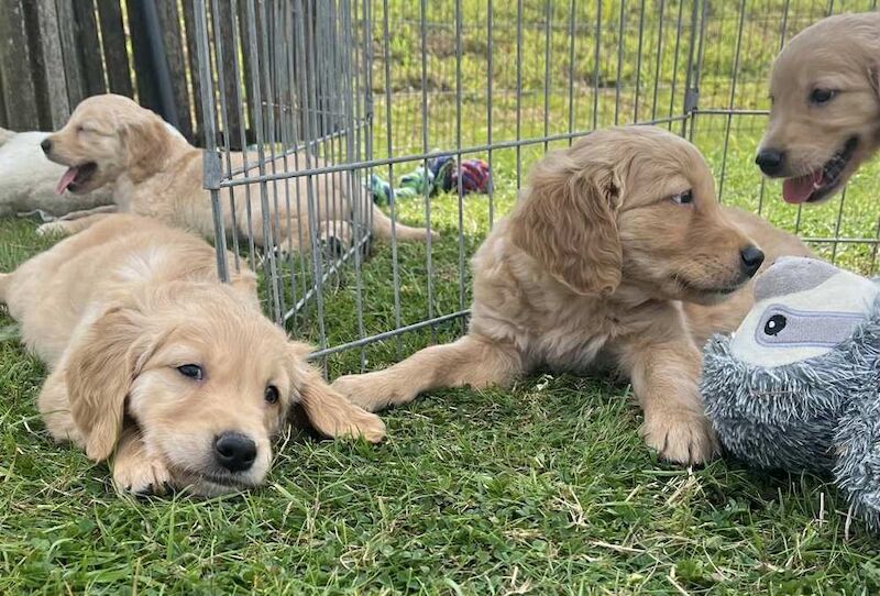 Golden Retriever puppies for sale in Felindre, Powys – KC registered, 9 weeks old - Image 6 of 15