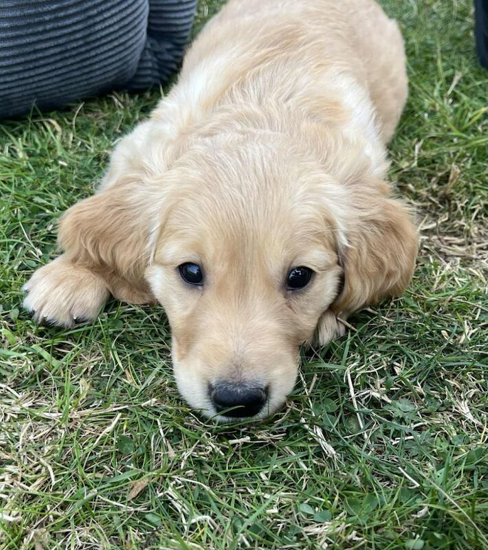 Golden Retriever puppies for sale in Felindre, Powys – KC registered, 9 weeks old - Image 10 of 15