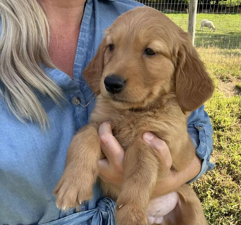 Golden Retriever puppies for sale in Felindre, Powys – KC registered, 9 weeks old - Image 15 of 15