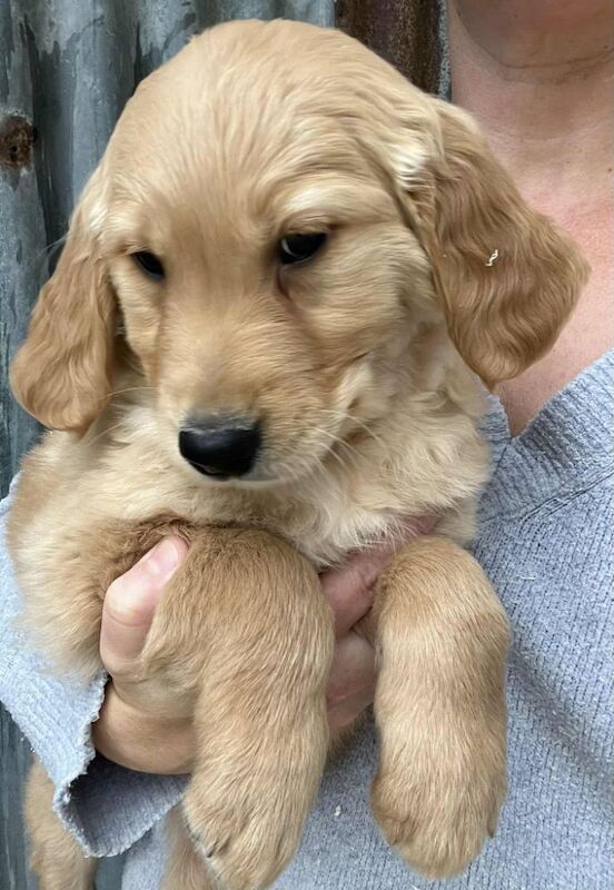 Golden Retriever puppies for sale in Knighton / Tref-y-Clawdd, Powys – KC registered, 11 weeks old - Image 2 of 10