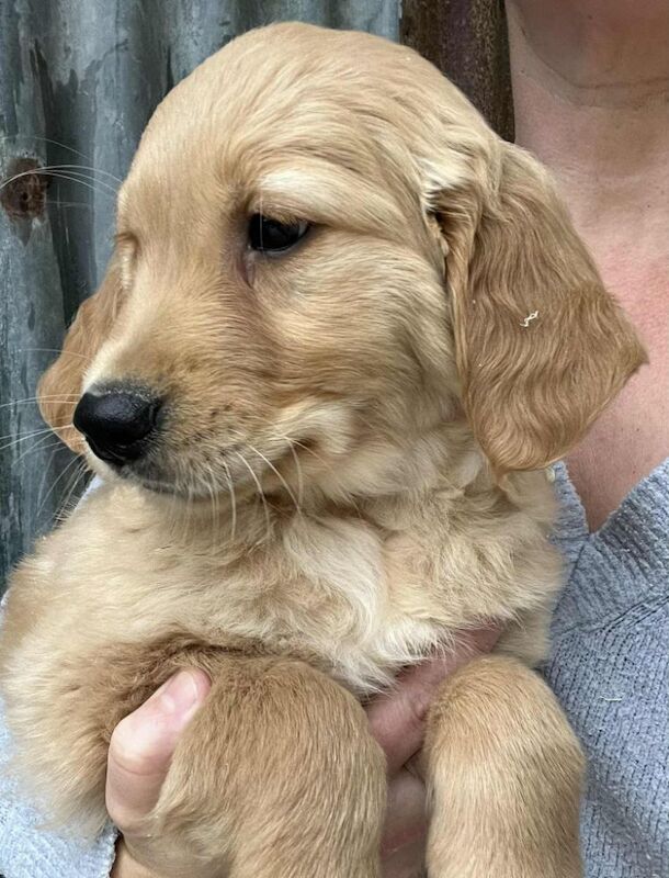 Golden Retriever puppies for sale in Knighton / Tref-y-Clawdd, Powys – KC registered, 11 weeks old - Image 3 of 10