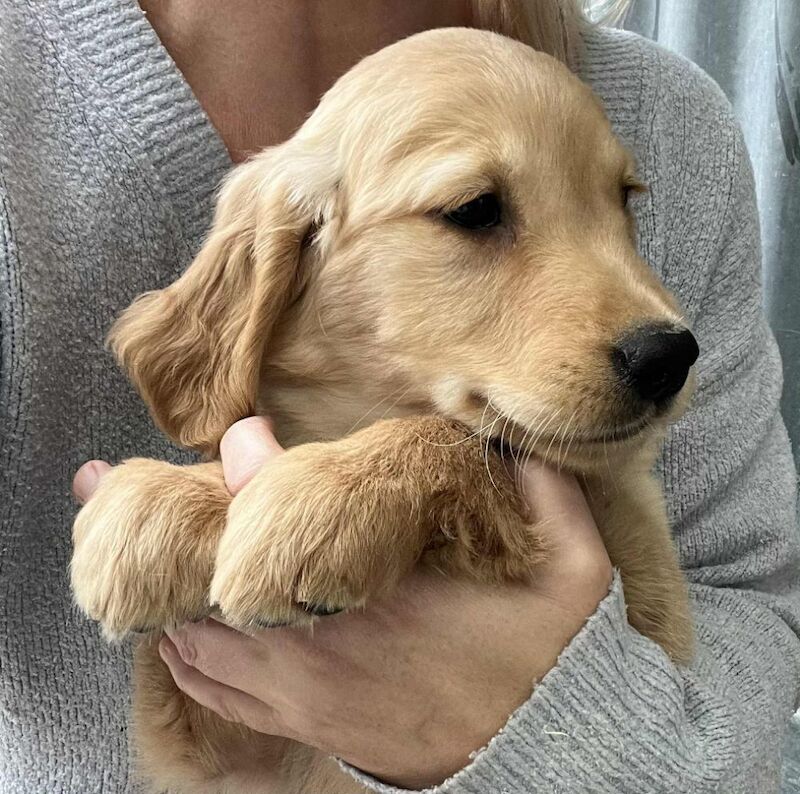 Golden Retriever puppies for sale in Knighton / Tref-y-Clawdd, Powys – KC registered, 11 weeks old - Image 4 of 10