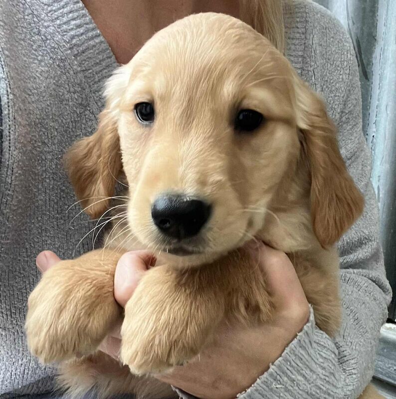 Golden Retriever puppies for sale in Knighton / Tref-y-Clawdd, Powys – KC registered, 11 weeks old - Image 5 of 10