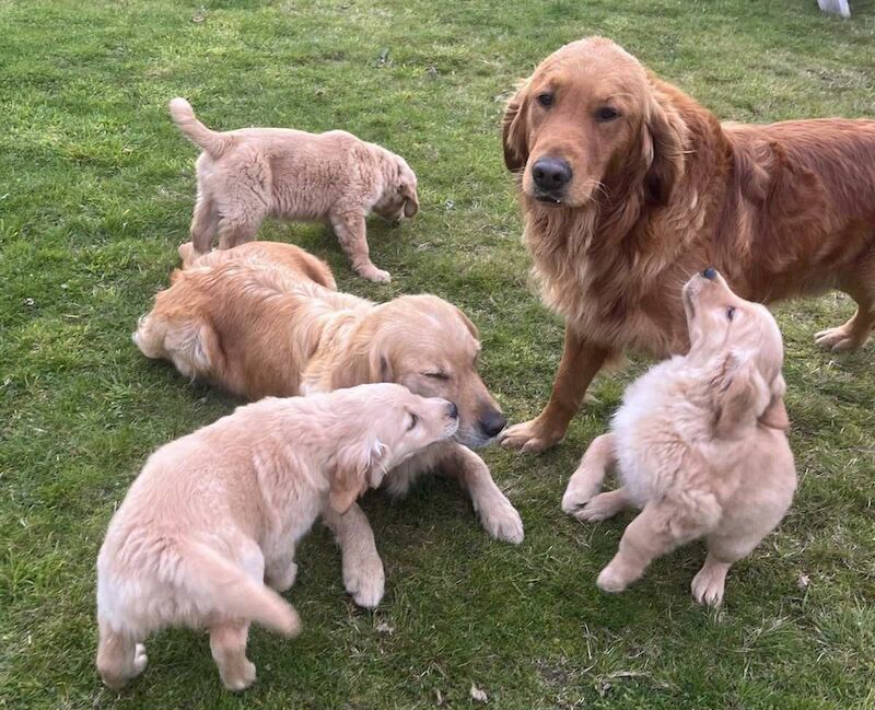 Golden Retriever puppies for sale in Knighton / Tref-y-Clawdd, Powys – KC registered, 11 weeks old - Image 6 of 10